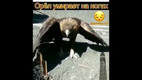 Орёл умирает на ногах 😔😔😔
