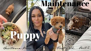 DOG VLOG | Toy Poodle Maintenance 2  First walk, heartworm meds + Puppy had a parasite