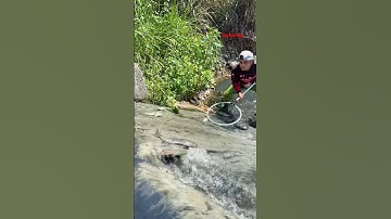 Cá Lớn - cá Rô phi trượt khỏi đập nước 😱 #khacthuyvlogg