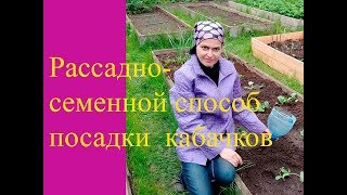 видео: Посадка кабачков картинка: Посадка кабачков