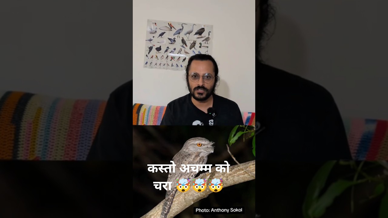 कस्तो अचम्मको चरा 🤯