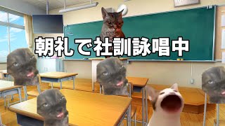 新卒がブラック企業に入った話 #猫ミーム #猫マニ