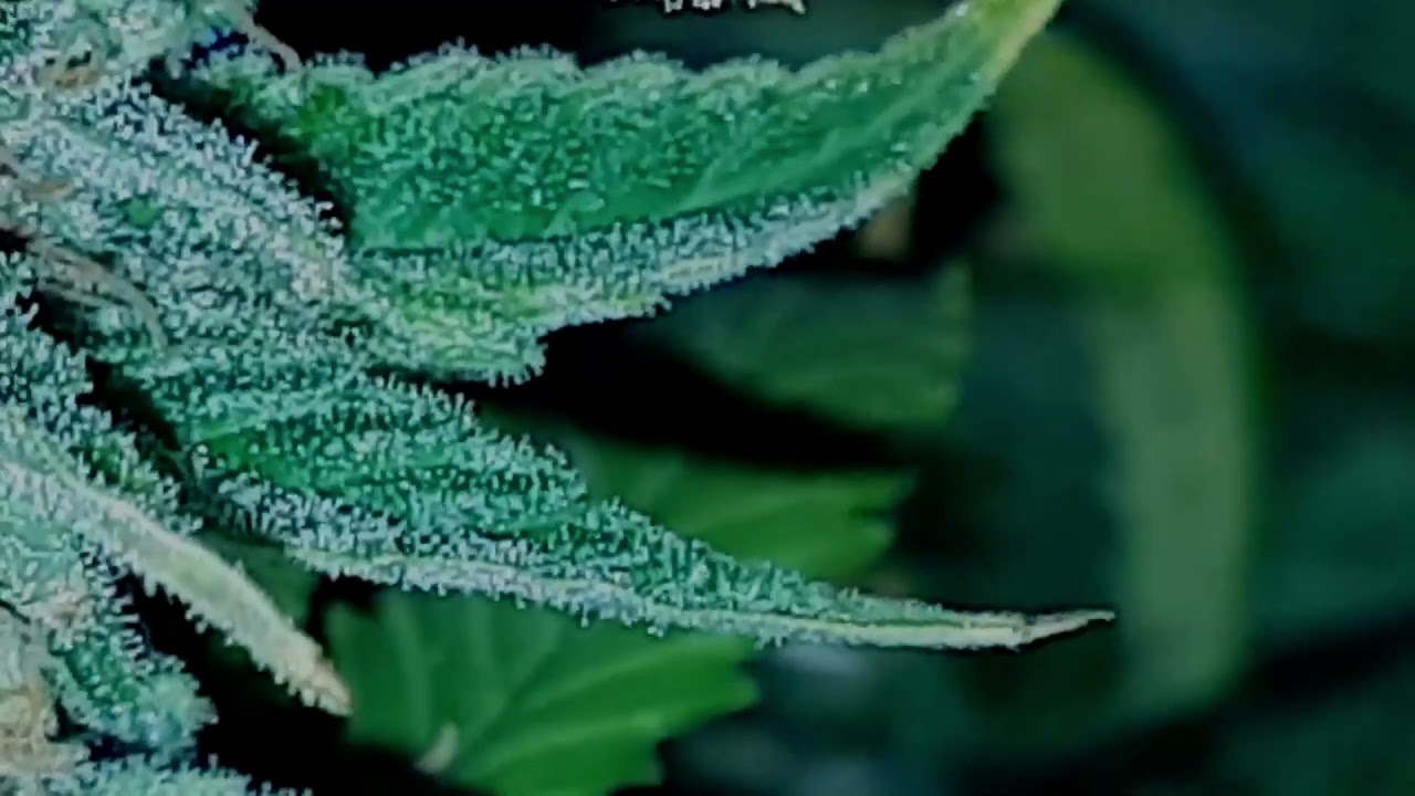 Nirvana Seeds - Misty Kush