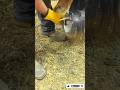 The Largest Hoof I Have Ever Had To Trim. Horse Restoration Front Hooves. #horse #donkey #hoof #asmr