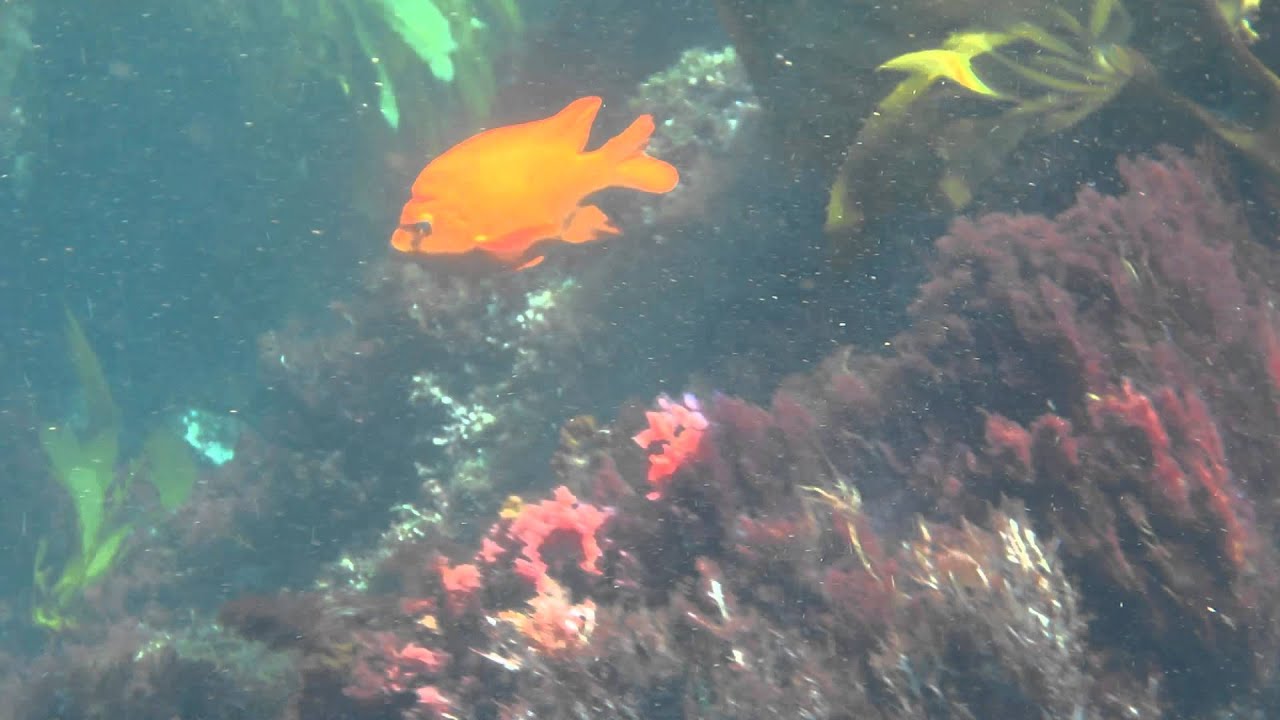 Bright Orange Garibaldi Fish Swimming In Kelp Catalina Island