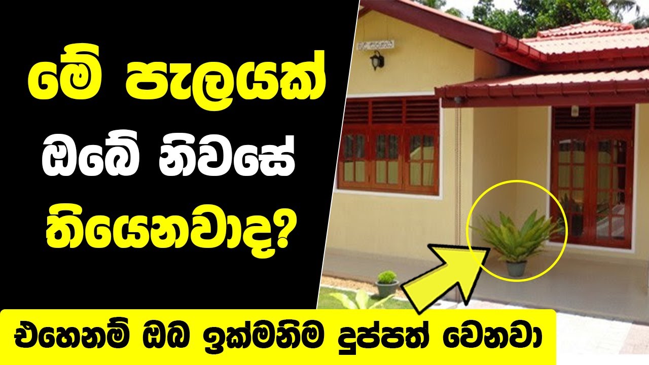 ඔබව දුප්පත් කරවන ගෙදර තියෙන්න හොද නැති ගස් | අදම අයින් කරන්න | Bad Plants Vasthu Dosha
