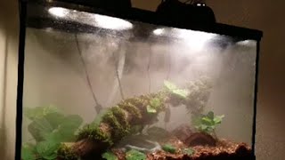 Spotted python set up and care