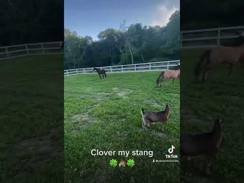 What is your level?😈 #shorts #xoteam #tiktok #tiktoktrend #dance