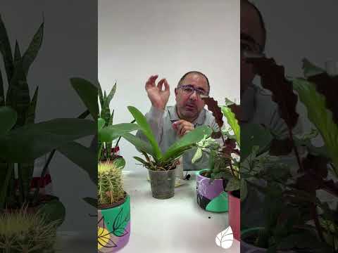 هل نبتة الأوركيد حية أم ميتة