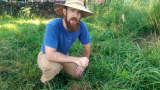 The BEST Way to Destroy Bermuda Grass: CARPET