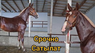 картинка: Срочно сатылат тай тел:+996 779 917 791