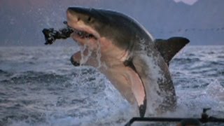 Why Are More Sharks Attacking Humans?
