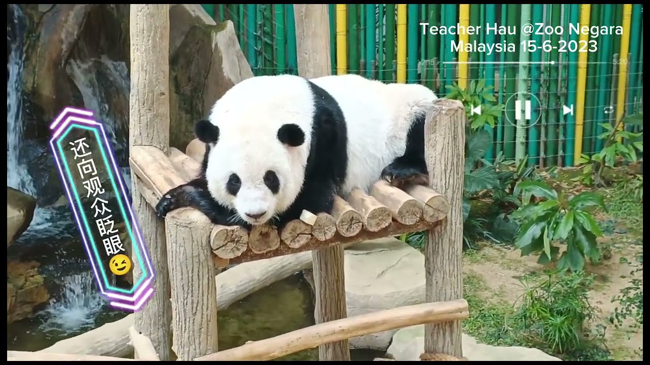 可爱的大马熊猫谊谊和升谊（暖暖的两个妹妹）的温馨趣味