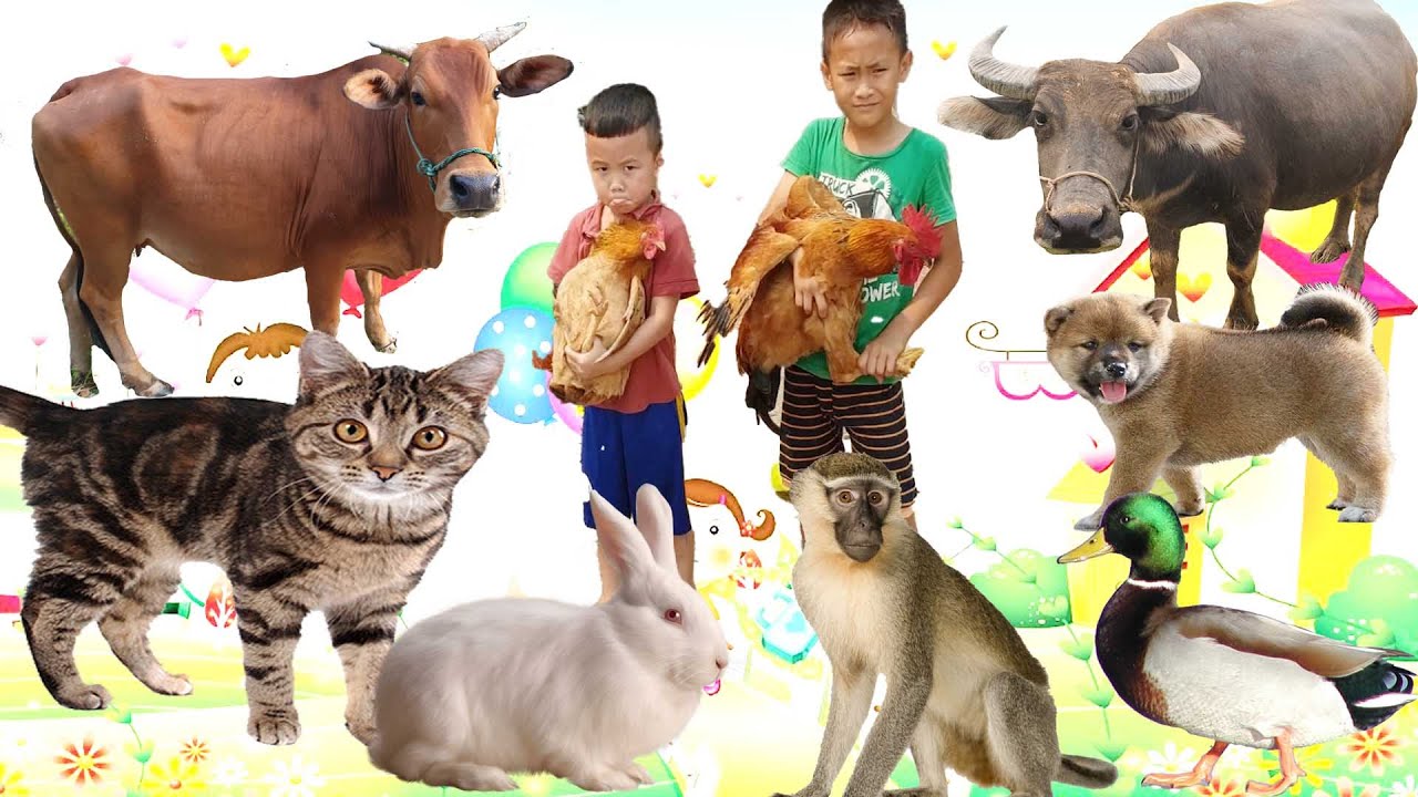 con bò - con trâu - con chó - con gà - con lợn - con mèo - các con vật - con gì đây - bé học con vật