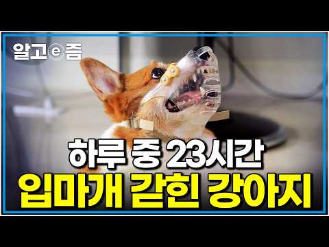 Sena Dog Horror Shampoo 1