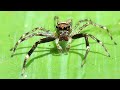 Australian Bronze Jumping Spider on Agave plant - Helpis minitabunda