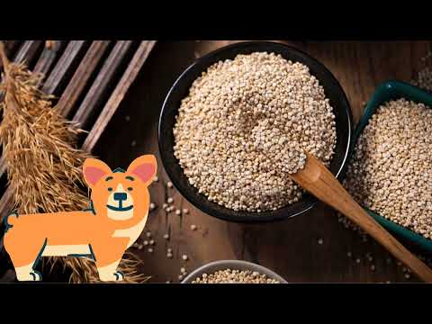 Vídeo: A quinoa é boa para cães?