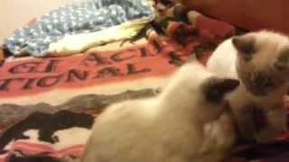Introducing Roxy and Rose, Siamese siblings by johansonCats 488 views 9 years ago 4 minutes, 33 seconds