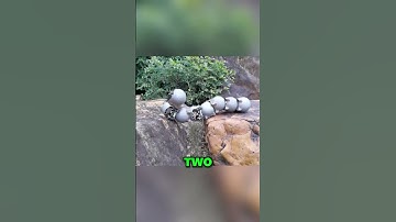 Snail Robot Swarm