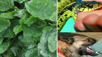 Cứu Sống Người Bị Rắn Cắn, Chó Dại Cắn Chỉ Trong 1 Phút Với Bài Thuốc Hút Độc Tố Từ Cây Mã Đề