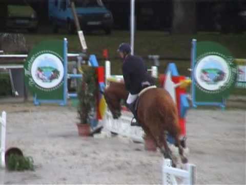 Nanon des Bois- jumping stallion (SF) by Calypso d...