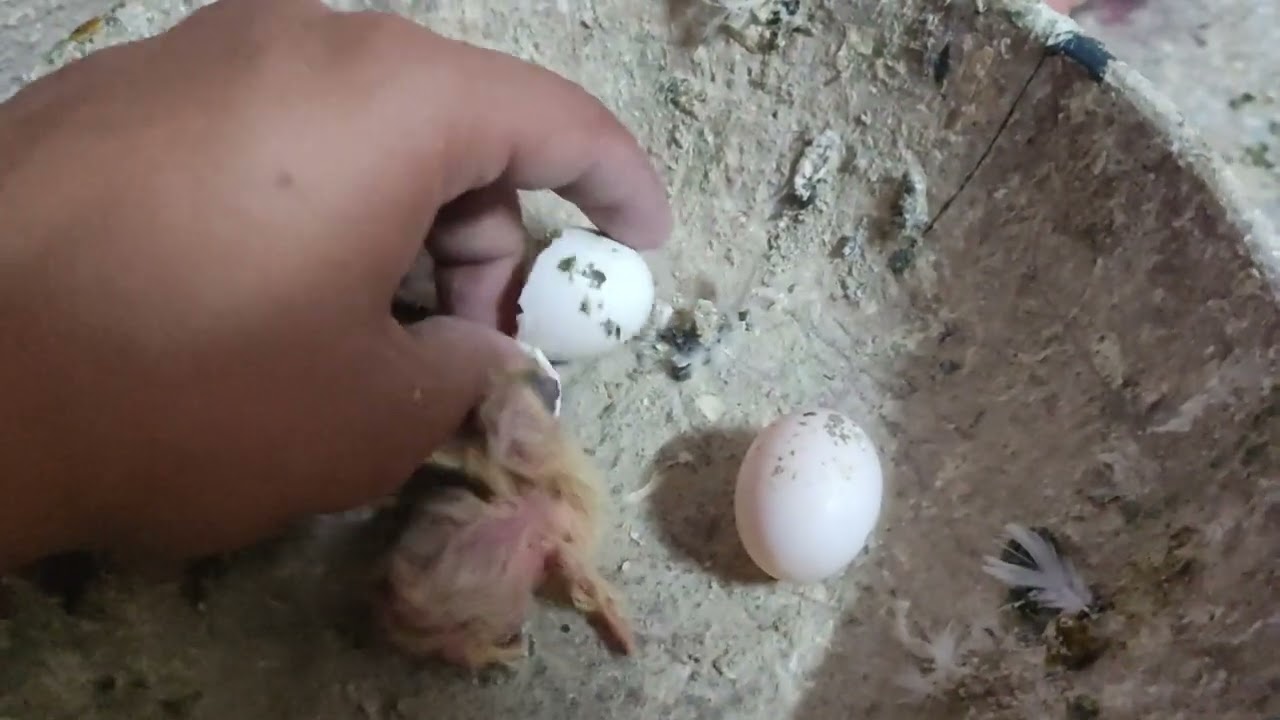 اكثر مشكلة بتأثر على البيض وانتاج زغاليل الحمام خلى بالك