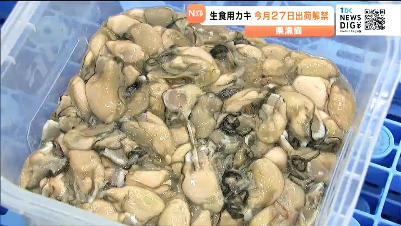 宮城県産カキ 10月27日に出荷解禁 成育の遅れで9月29日から延期 - YouTube