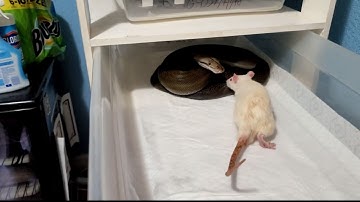 RAT VS PYTHON WHO WILL WIN #irondoggreptiles #pythonvsrat #livefeeding