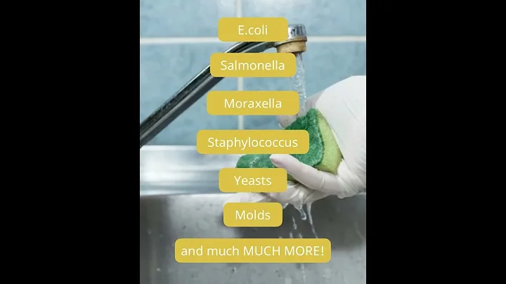 Did you know that your kitchen sponge is a BACTERIA HOTBED?