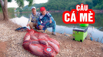 Câu CÁ MÈ