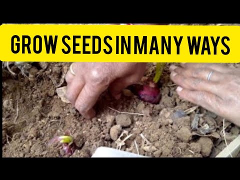 How to Grow Different Seeds // Grow Plants from Seeds in many ways