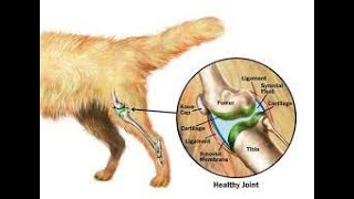 Benefits of Glucosamine and chondroitin for dogs