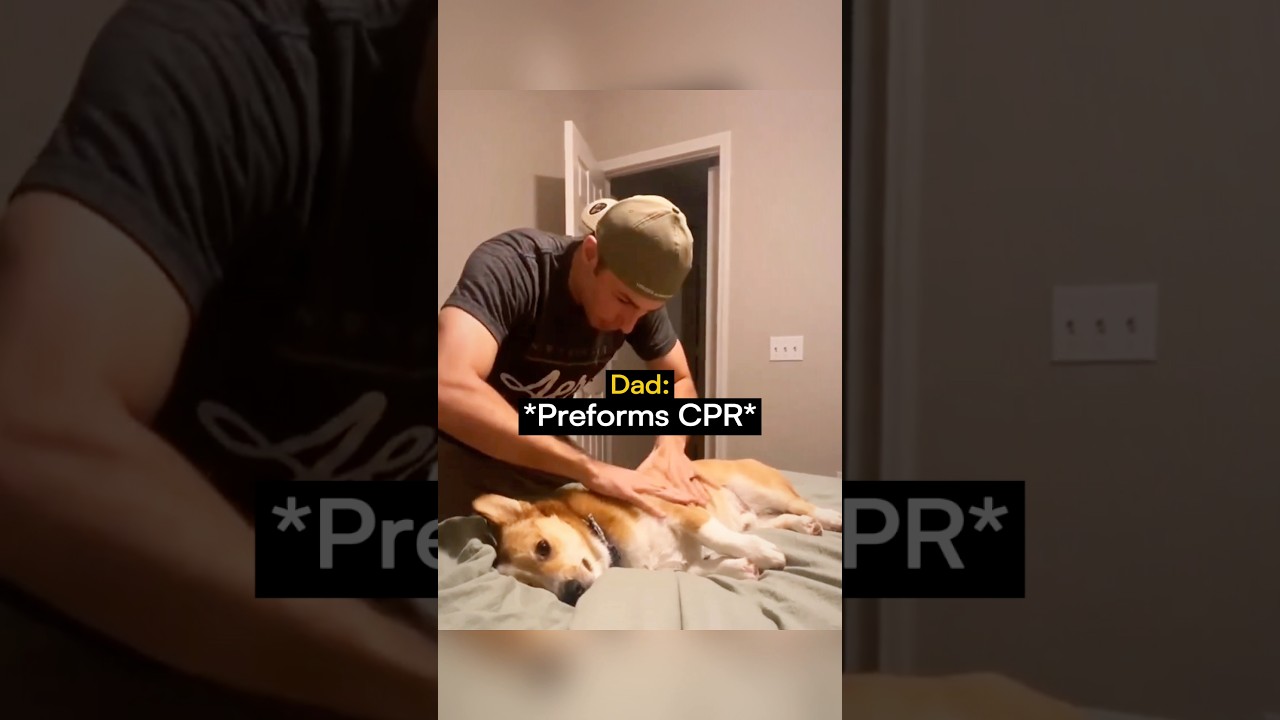 This Dog is An Actor