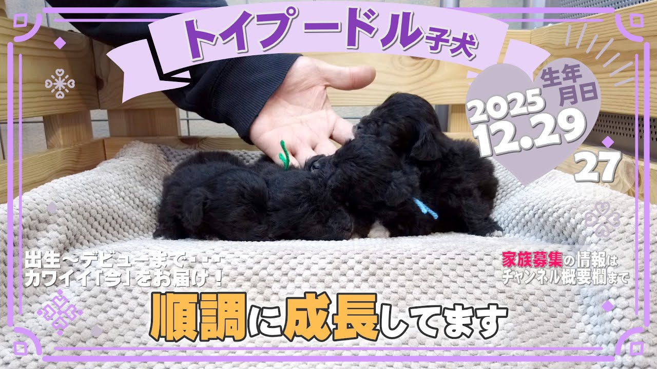 トイプードル子犬｜2025.12.29生（27日齢）｜グレー｜男の子・女の子