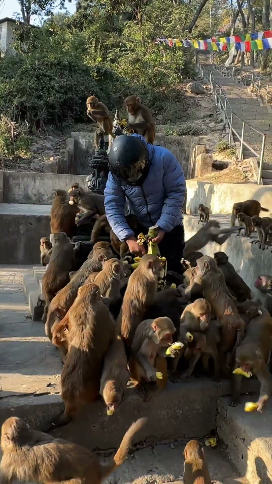 Feeding Hungry Monkeys Bananas || ViralHog