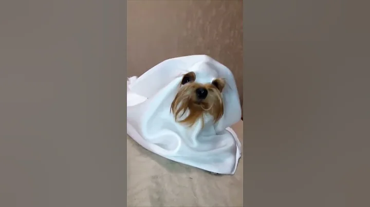 Cute Dog Wearing a Scary Ghost Costume as It Lays Down