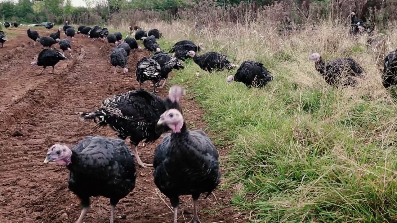 Stuart, our turkey farmer | field&flower