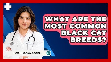 What Are the Most Common Black Cat Breeds? - PetGuide360.com