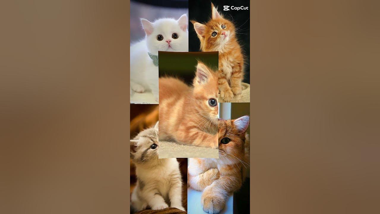 🤗милашки котики🤗 - YouTube