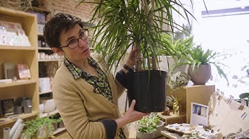 Everything You Need to Know About Packing and Moving Your Plants