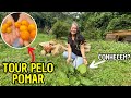 CONHECENDO AS FRUTAS DO POMAR E PLANTAS DIFERENTES/Bora pra Roça?