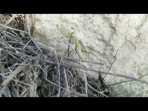 Id-debba tax-xitan - Praying mantis