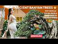 Ancient Banyan Trees – Why Should Young People Join Hands to Protect Them? 🌳