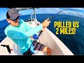 Massive shark sebastian inlet offshore  mahi snapper shark fishing