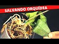 Salvando orquídea. VEJA COMO EU RECUPEREI ESSA ORQUÍDEA