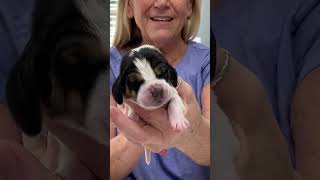 Bailey’s Basset announced Annie Mae’s boy puppies. by Bailey's Basset Hounds 215 views 6 months ago 3 minutes, 55 seconds