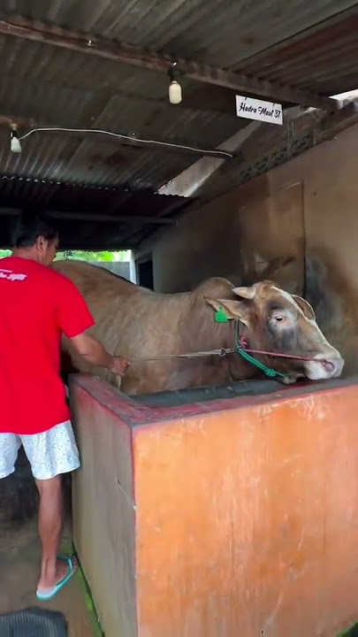 HADRA MAUT SAPI JUARA KONTES #sapi #sapigemuk #sapijumbo #sapi #bull #sapimakan #sapilucu #cow
