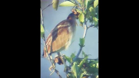 Cò lửa - cò rán 3