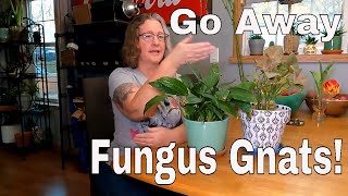 How To Get Rid of Dreaded Fungus Gnats!