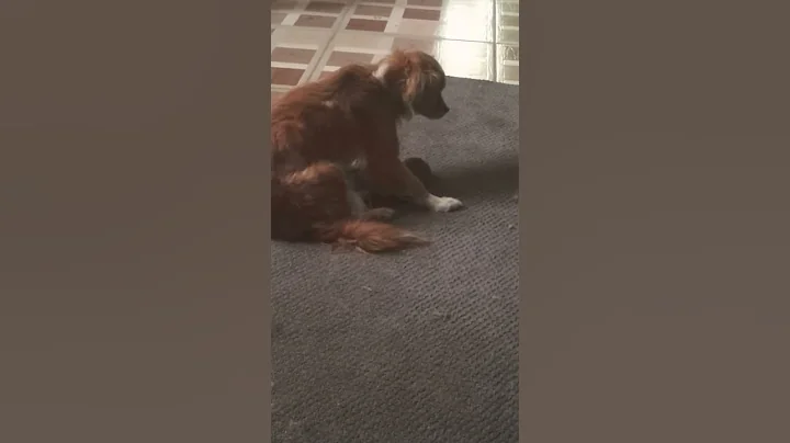 Momma having a meltdown trying to settle pups